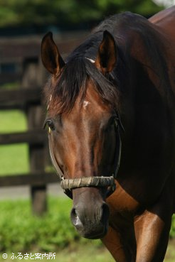 米人気種牡馬エンパイアメイカーの本邦初後継となるバトルプラン