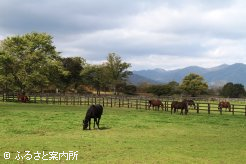 繁殖牝馬は50頭いる