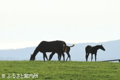 写真１　[逆光で]