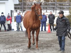 2歳、1歳世代の産駒も豊富なカネヒキリ