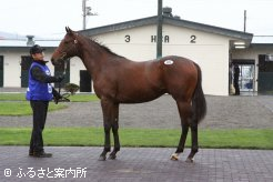 最高価格馬「ホクトペンダント25」