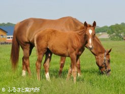 母アビと当歳