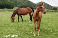 当歳は父キングヘイローの牡馬