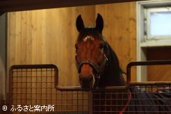 馬房から顔をのぞかせるタートルボウル