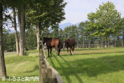 写真２[木陰で]