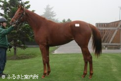 フサイチパンドラの11(牝、父キングカメハメハ)