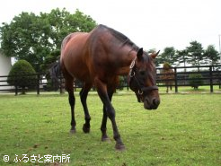 今年、G1馬の父となったミスキャストはアロースタッドで見学可能