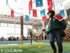 馬の魅力が詰まったショーとして年々注目を集めている