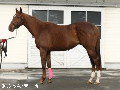 ハリケーンランの本邦初後継として期待は大きい