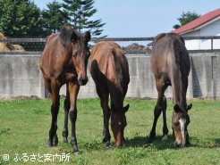 離乳後は他の1歳と一緒に放牧されている