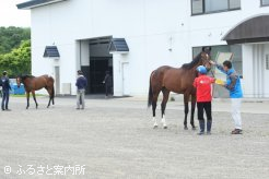 日高育成総合施設軽種馬育成調教場で行われた第2回北海道地区産地馬体検査初日