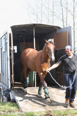 胆振輸出検疫施設に到着した韓国人オーナーの購買馬