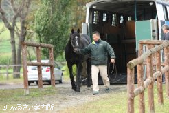 日本軽種馬協会静内種馬場輸出検疫施設に移動し出国検疫に入った