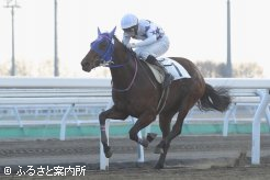 2018年生まれ最初の勝ち馬になったミッドナイトクロス