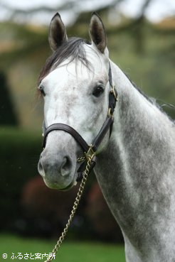 名種牡馬アグネスタキオンの後継として期待は大きい