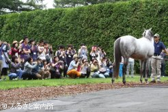 種牡馬の姿をカメラに収めようと懸命にシャッターを切るツアー参加者