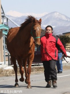 サクラプレジールの半姉サクラドルチェ