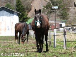 タヤスレミグランと仲良く暮らしている