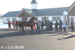 日本軽種馬協会静内種馬場を視察した一行