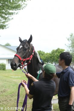 マイクロチップ検査で実馬を確認