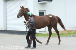 G3勝ち馬チアフルスマイルの3番仔(牡、父ジャングルポケット)
