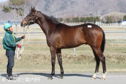 2歳新種牡馬サマーバードの産駒、申請馬名ミスズバード