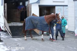 第5陣で避難してきた被災馬