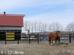 出産シーズンを迎えている馬産地。山岡牧場の今シーズン初のお産はクロフネ産駒(牝)　
