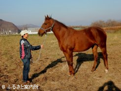 名血の母マリーンウィナー