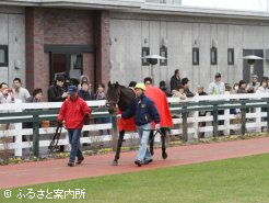 門別競馬場でお披露目をしたコスモバルク