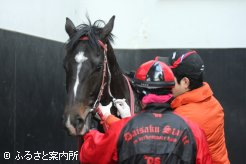 アナボリックステロイド検査のために採血される上場予定馬
