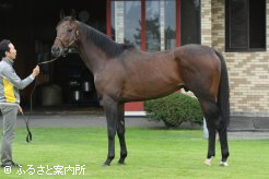 到着時の馬体重は546Kg。シンボリクリスエス譲りの雄大な馬体を披露