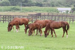 ケイティラブが育った放牧地