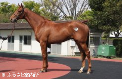 牡の最高価格馬＃15キャットアリの11