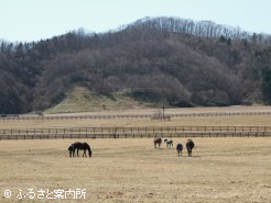 牧場の放牧地