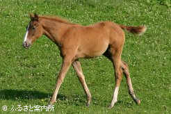 ユウサンポリッシュ2009～3