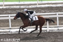 日本軽種馬協会期待の新種牡馬ヨハネスブルグ産駒のマーマグー