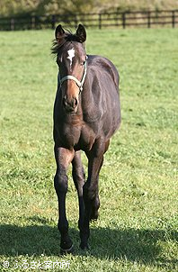 テンシノキセキ2008