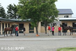 検査を受ける2歳馬たち