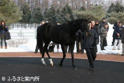 周回ごとに気合いが乗っていく姿は、今年で14歳とは思えないほど若々しい姿を披露したサニングデール