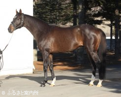 雄大な馬体を披露するディープインパクト産駒最初の重賞勝ち馬