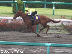 最高価格馬の騎乗供覧