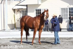 人気種牡馬のノボジャック。確実にスピードを伝える血統に期待が寄せられている。