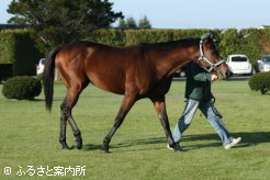 ステイゴールドの後継として馬産地の期待は大きい