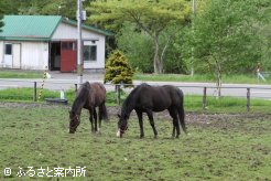 タヤスレミグランと共に
