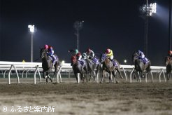 直線、抜け出したピンクドッグウッド