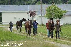 検査に向かう2歳馬たち