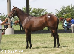 最高価格馬のグランドアメリフローラの2015