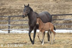 新ひだか町静内真歌にある矢野牧場の生産馬