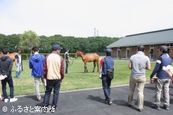 サトノダイヤモンドの全弟に注目する参加者